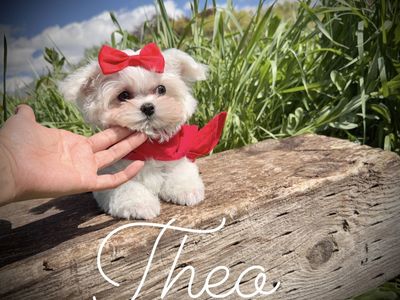 Adorable Maltese puppies - Champion lines