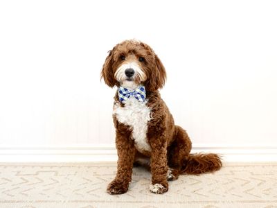 Mini Goldendoodle Stud FF -/- Curl 9/10 Red Intensity
