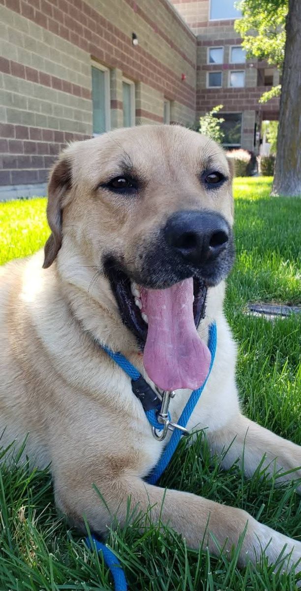 A161694, Alder is Available for Adoption