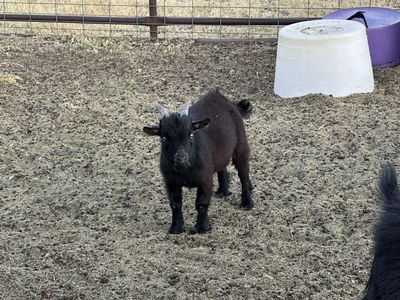 Billy For Sale