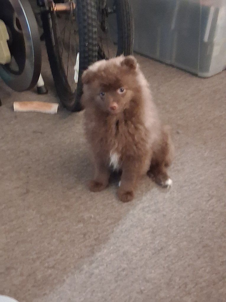 Chocolate Pomeranian Male