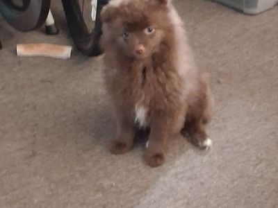 Chocolate Pomeranian Male