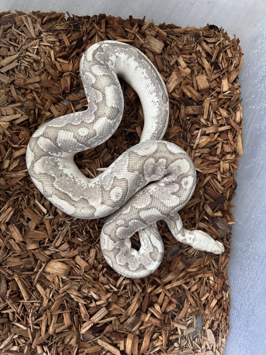 2021 Ball Python Bamboo Firefly