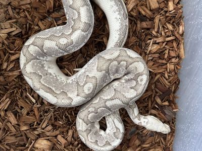 2021 Ball Python Bamboo Firefly