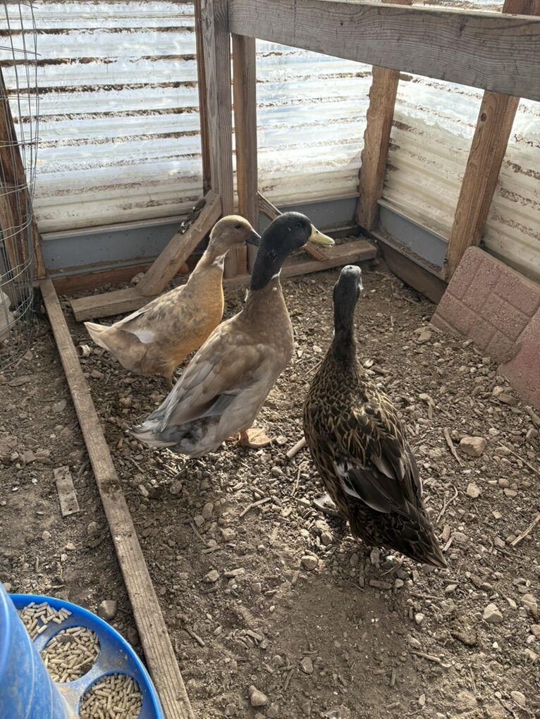 Domestic Mallard X Blus Swiss Ducks