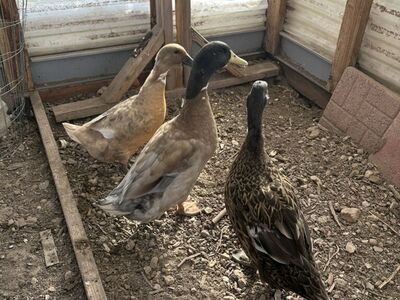 Domestic Mallard X Blus Swiss Ducks