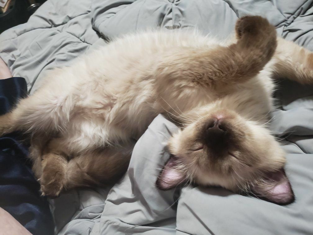 SilkenPurrs Cattery RAGDOLL Kittens