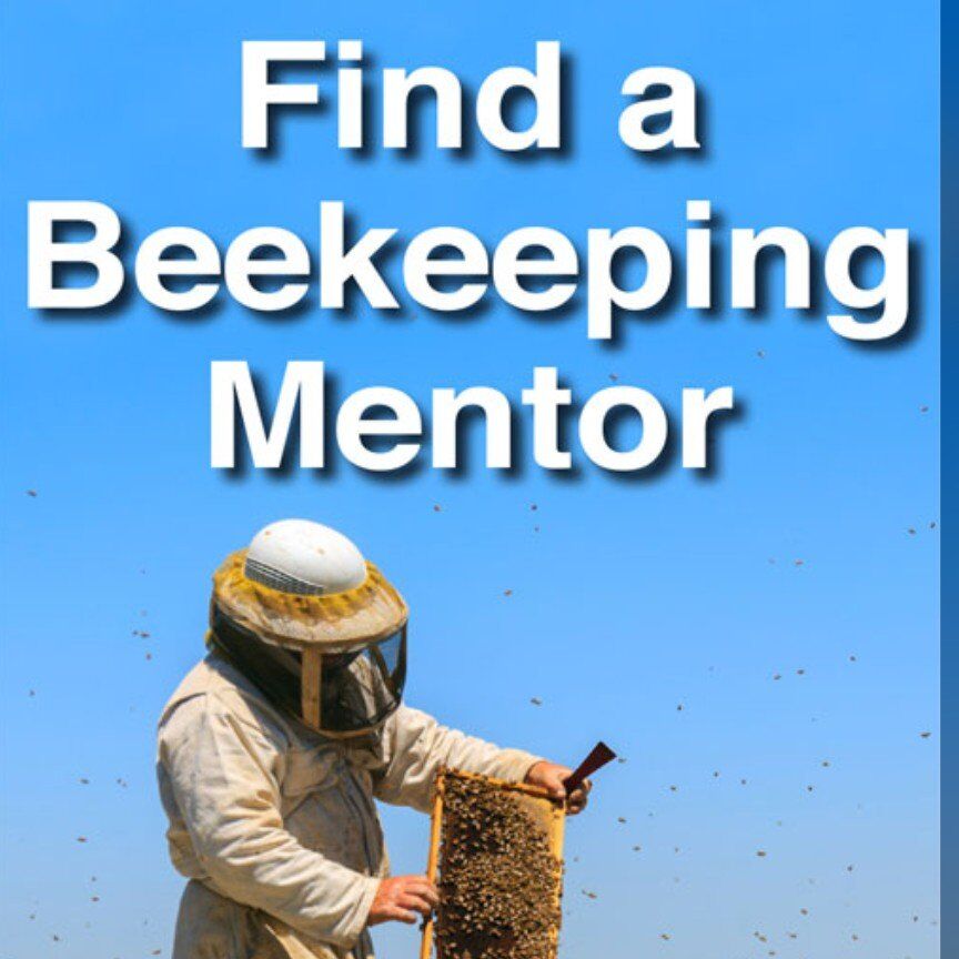 beekeeping mentorship