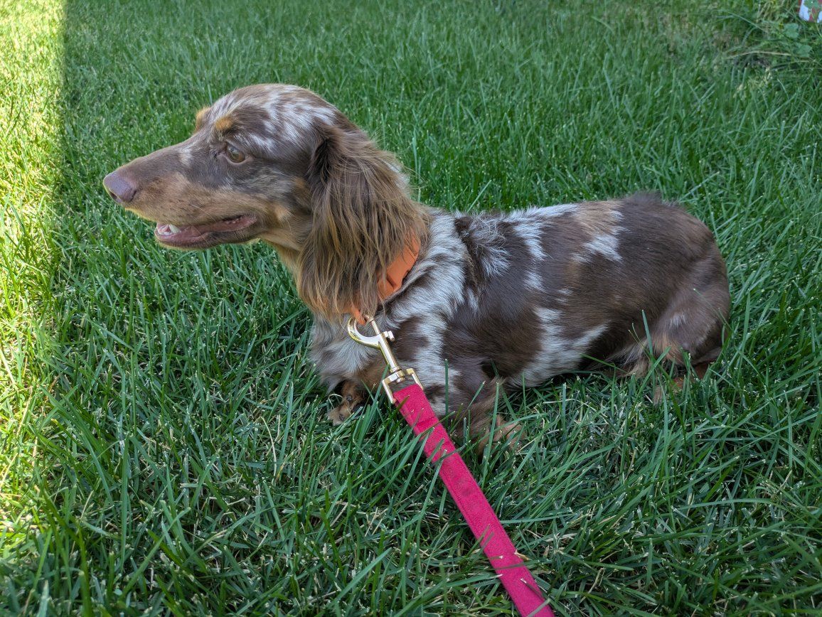 AKC Dachshund Stud (LH Dapple)
