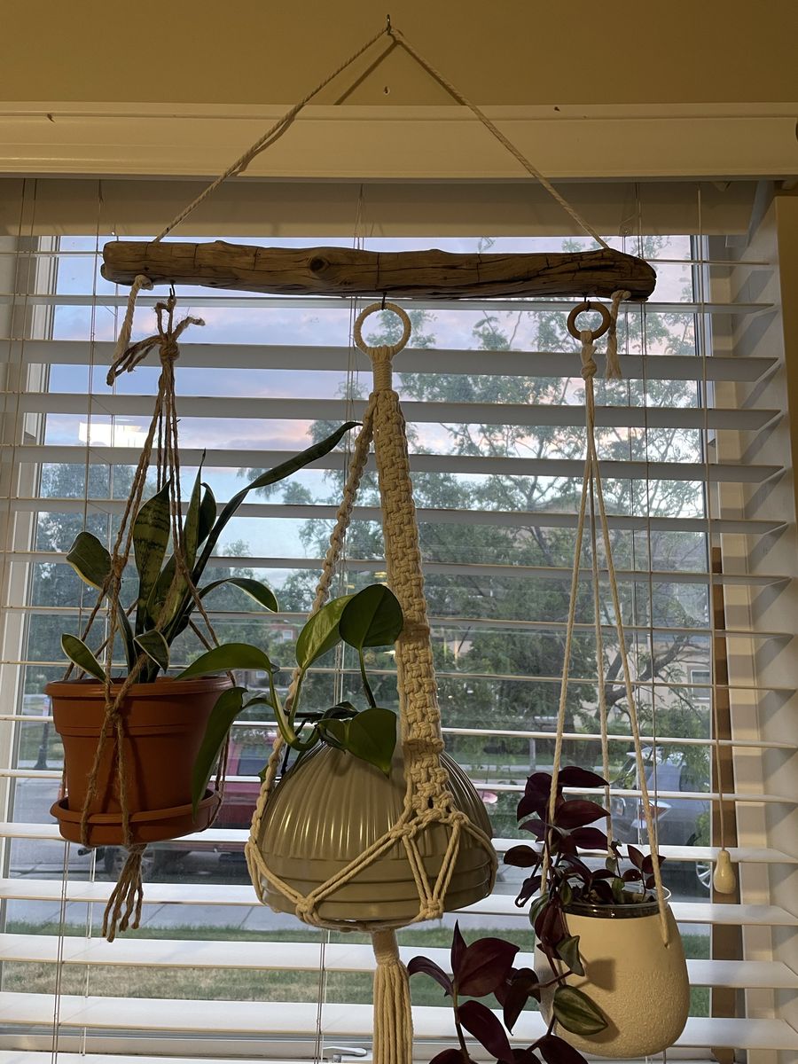Driftwood plant hanger