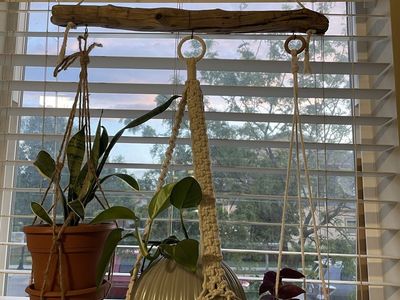 Driftwood plant hanger