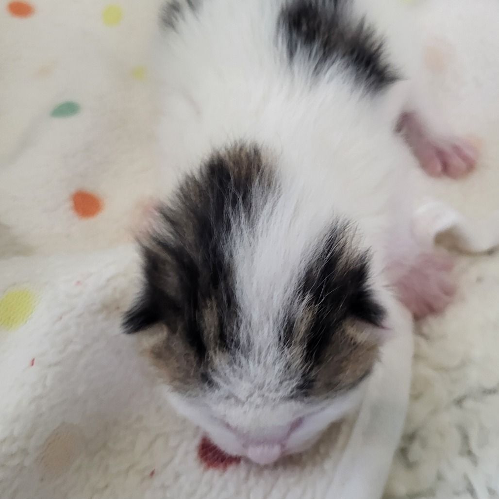 Hello my name is Umlaut