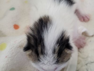 Hello my name is Umlaut