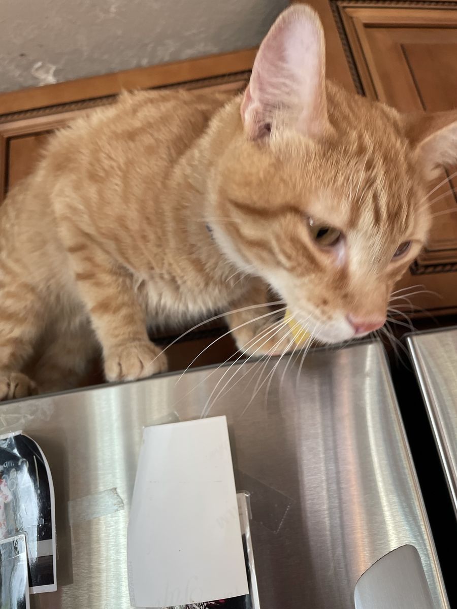 3 year old male orange tabby