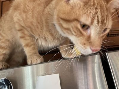 3 year old male orange tabby