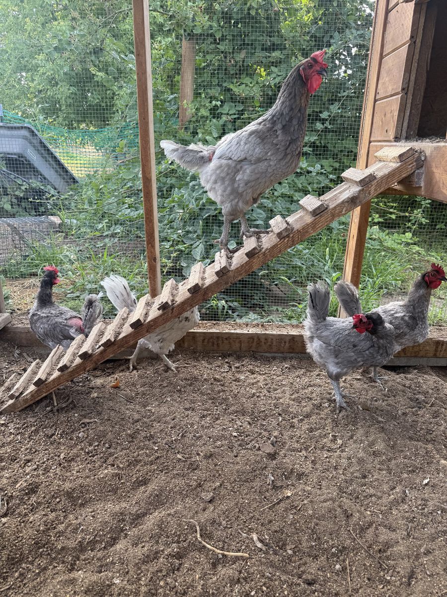 Five laying hens $6 each