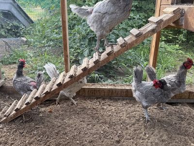 Five laying hens $6 each