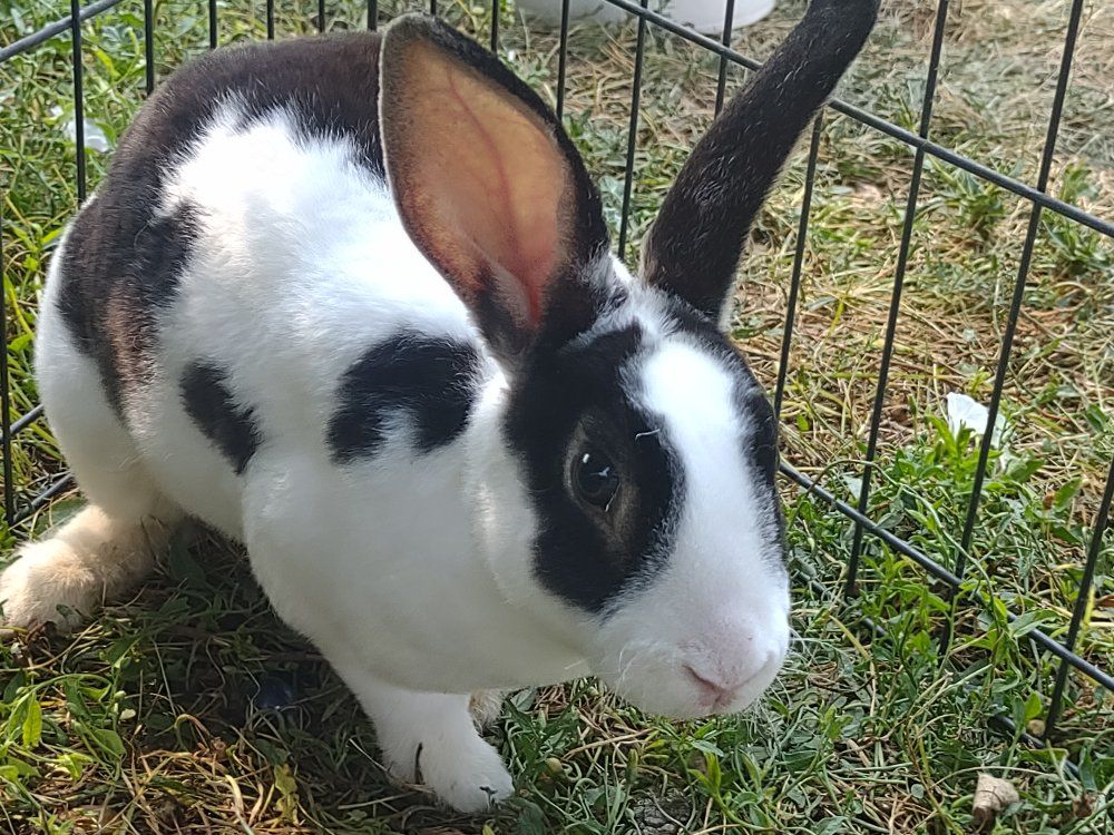 Mini Rex Mix Bunnies