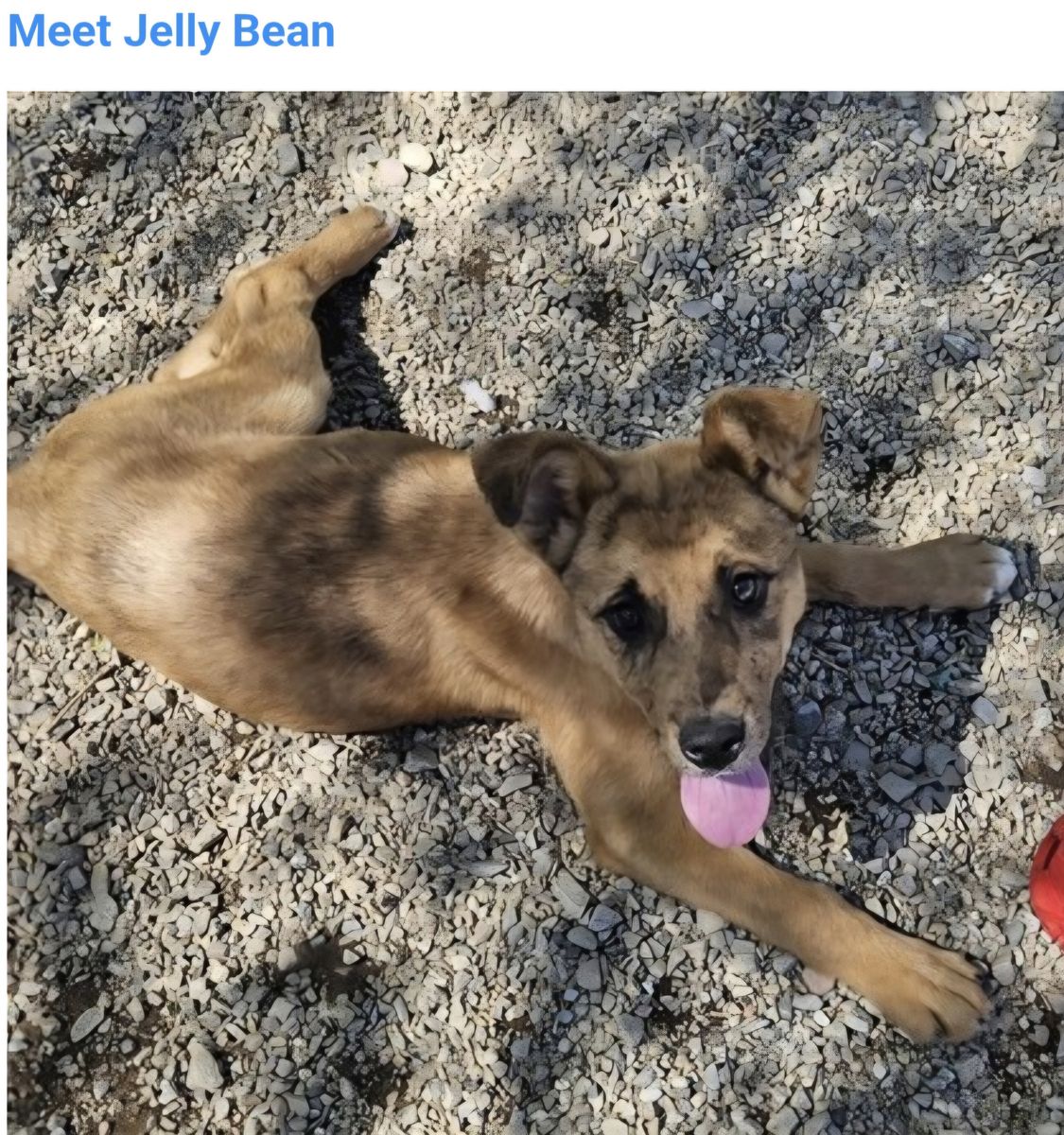 Jelly Bean, Australian shepherd mix puppy