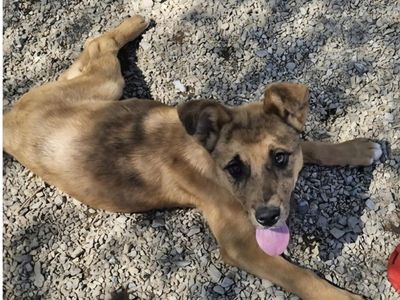 Jelly Bean, Australian shepherd mix puppy