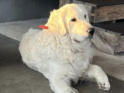 AKC Golden Retrievers, English Cream, litter on the way