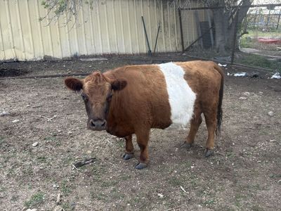 Belted Galloway cow