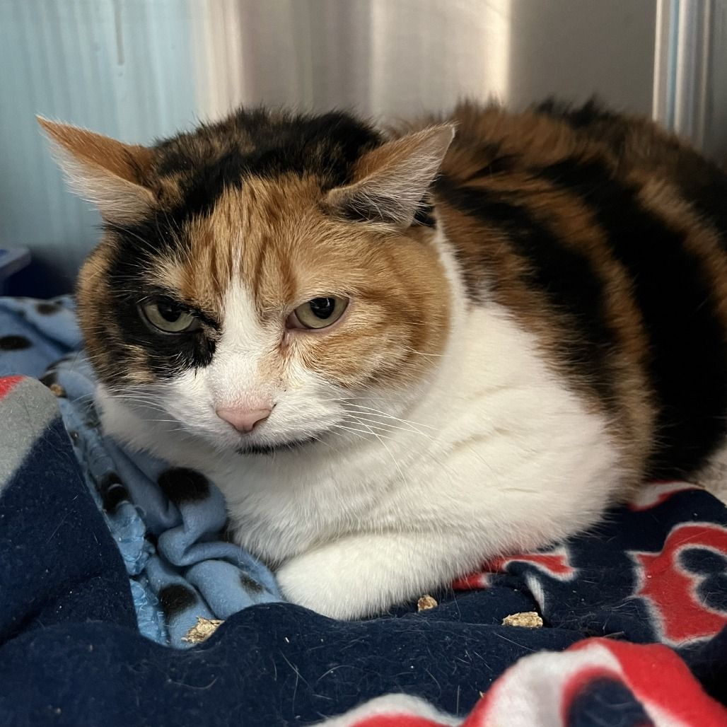 Hello my name is Twix