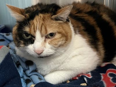 Hello my name is Twix