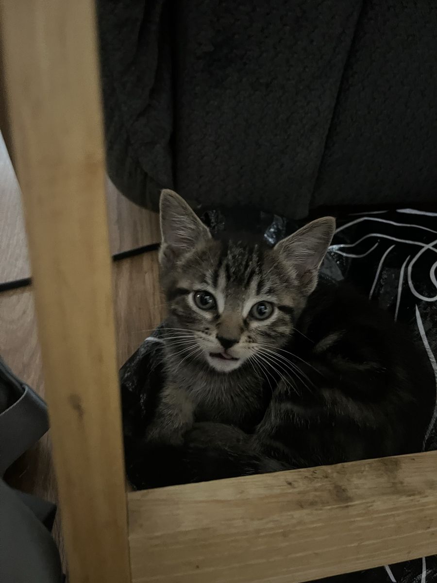 Bengal mix kittens considered Hypoallergenic