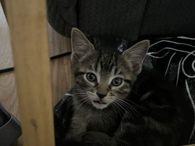Bengal mix kittens considered Hypoallergenic
