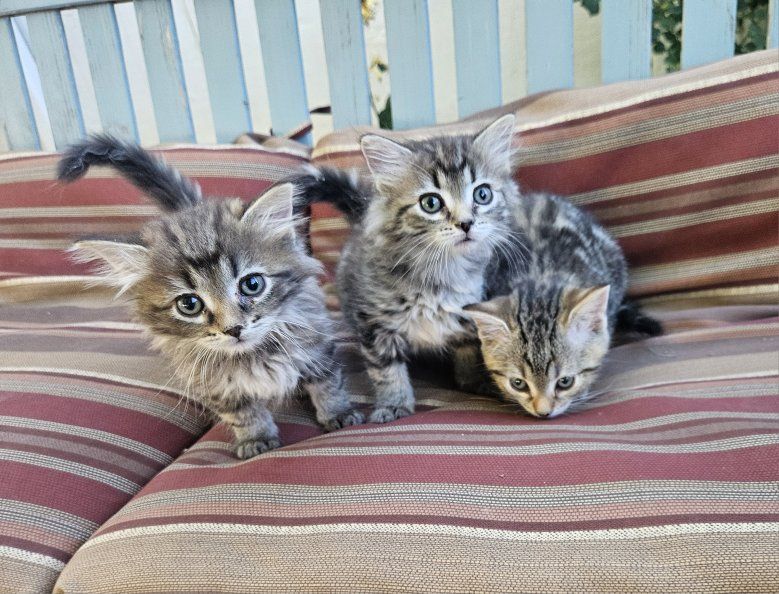 Sweet Baby Kittens - Litter Trained & First Shots