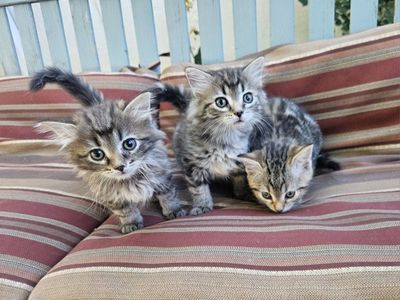 Sweet Baby Kittens - Litter Trained & First Shots