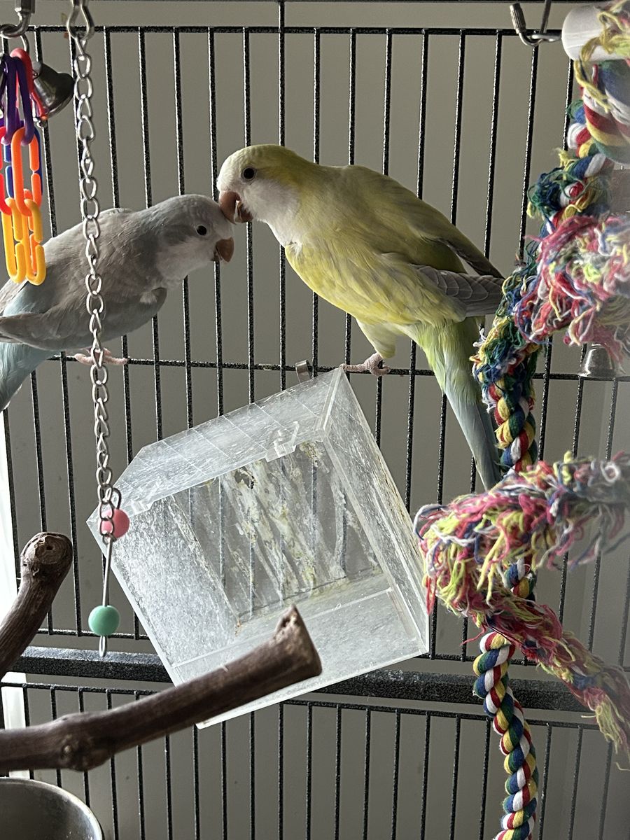 Bonded Quaker Parrots