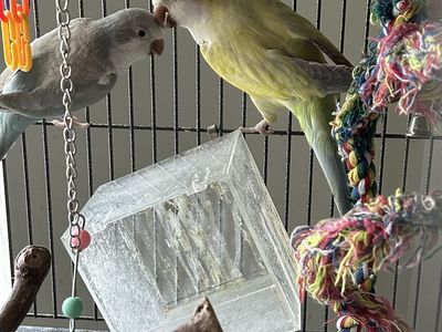 Bonded Quaker Parrots