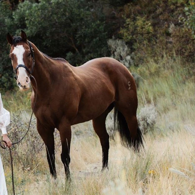 Steer wrestling/ Haze horse