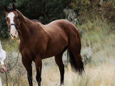 Steer wrestling/ Haze horse