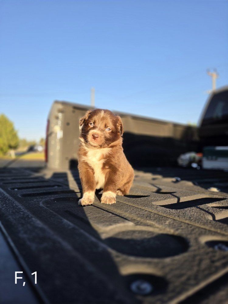 Red Border Collie Puppies!