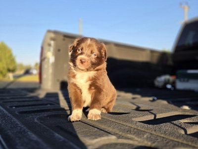 Red Border Collie Puppies!