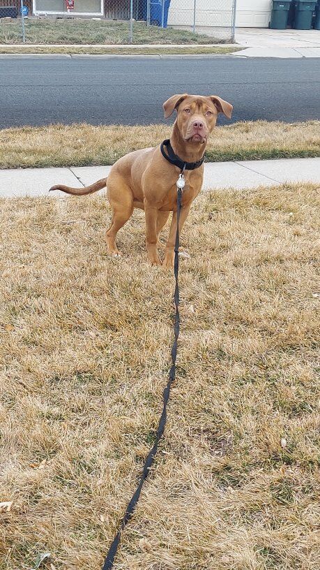 DogoCorso 4 Month Puppy