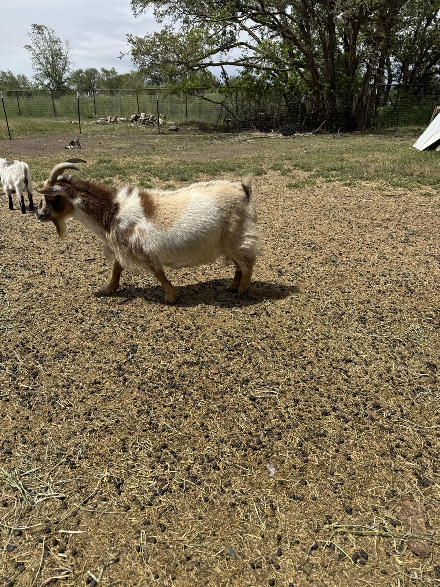 Nigerian Dwarf Doe