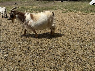 Nigerian Dwarf Doe