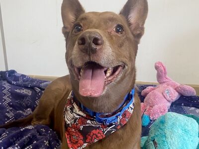 Hello my name is Chai