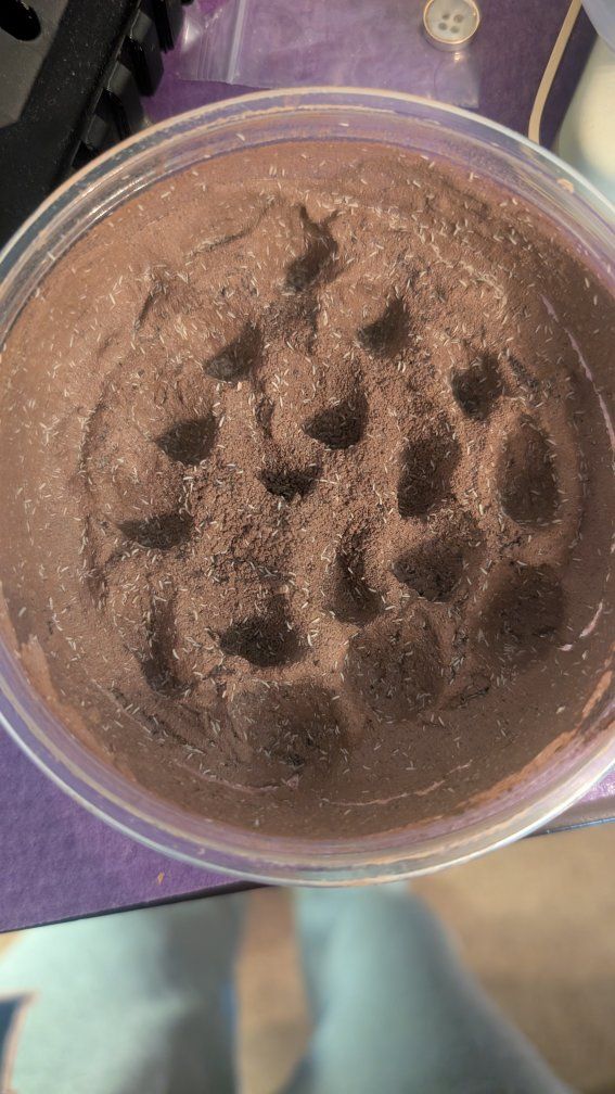 Springtail clay starter culture large