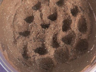 Springtail clay starter culture large