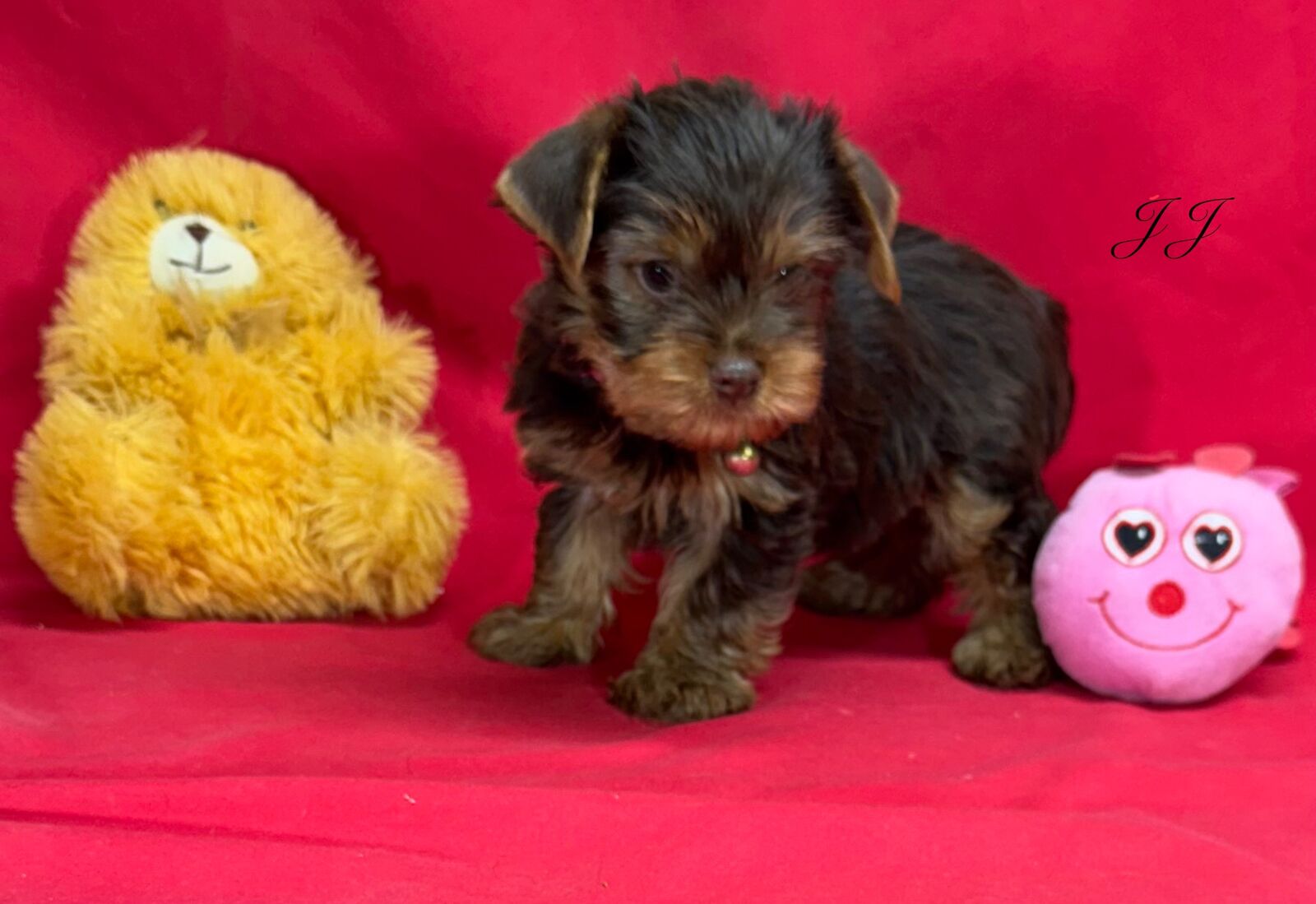 AKC Yorkshire terriers puppies
