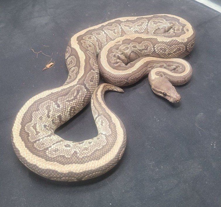 Ball python