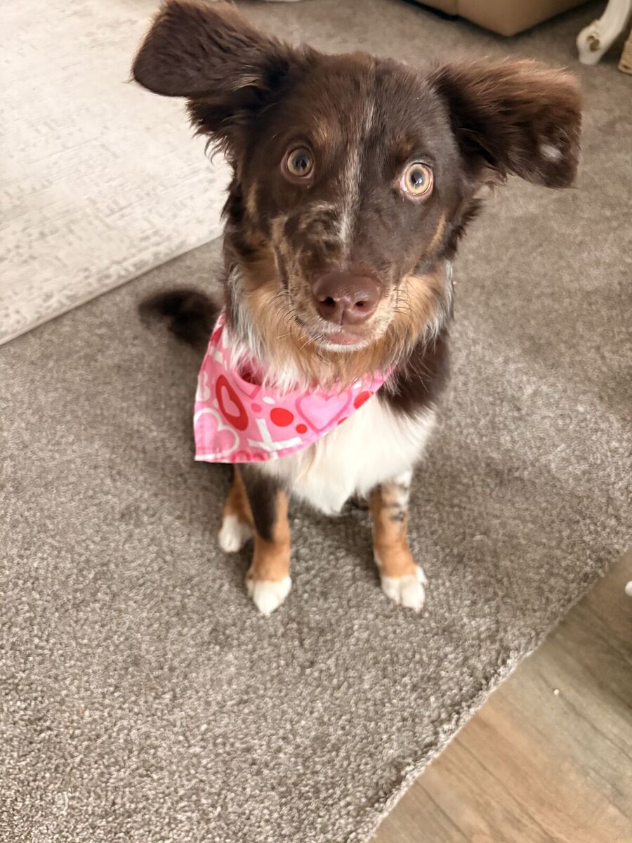 Standard Australian Shepherd puppy