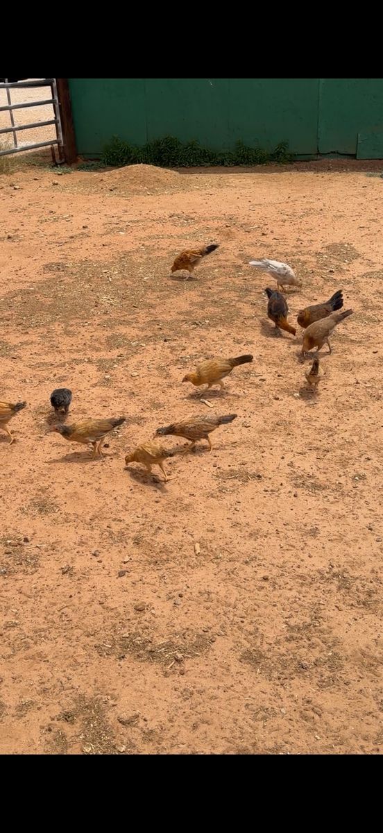 Game chickens