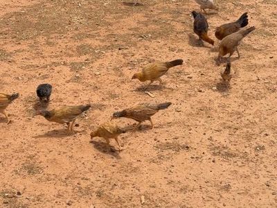 Game chickens