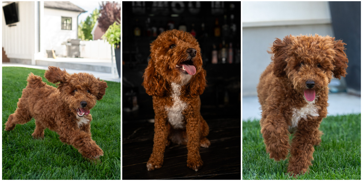 100% clear Deep Red/white Mini Goldendoodle Stud